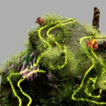 Ecosystem, Components, and Functions of the Ecosystem